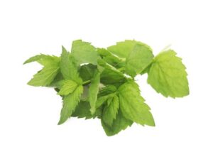 Mint Hydroponic 100g