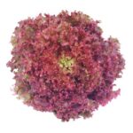 Red Lollo Rosso Lettuce Hydroponic 150g-200g