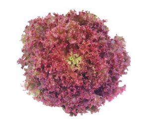 Red Lollo Rosso Lettuce Hydroponic 150g-200g