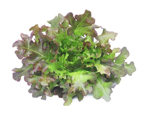 Red Oak Leaf Lettuce Hydroponic 150g-200g