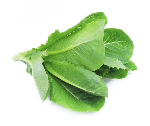 Romaine Lettuce Hydroponic 150g-200g