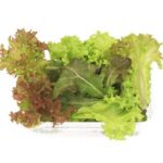 Salad Mix Hydroponic 75g